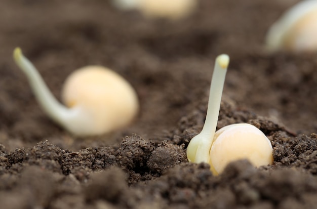 Grüner Erbsensämling auf fruchtbarem Boden