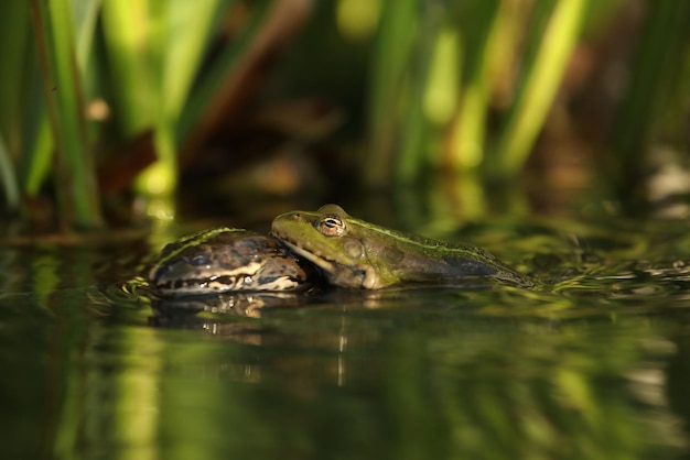 Grüner essbarer Frosch im Wasser mit Gras