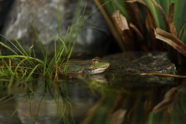 Grüner essbarer Frosch im Wasser mit Gras