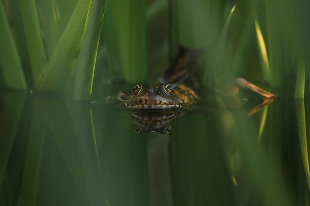 Grüner essbarer Frosch im Wasser mit Gras