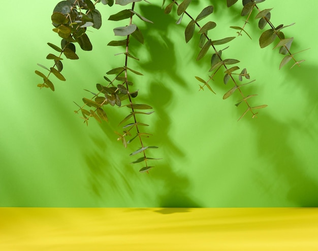 Grüner Eukalyptuszweig auf gelbgrünem Papierhintergrund Szene für Werbung und Präsentation von Kosmetikprodukten