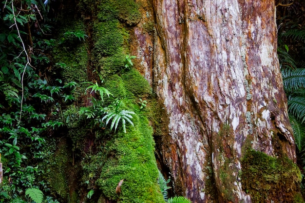 Grüner Farn grüner Bryophyte des großen Baums der Nahaufnahme