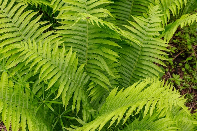 Grüner Farn in einem Wald