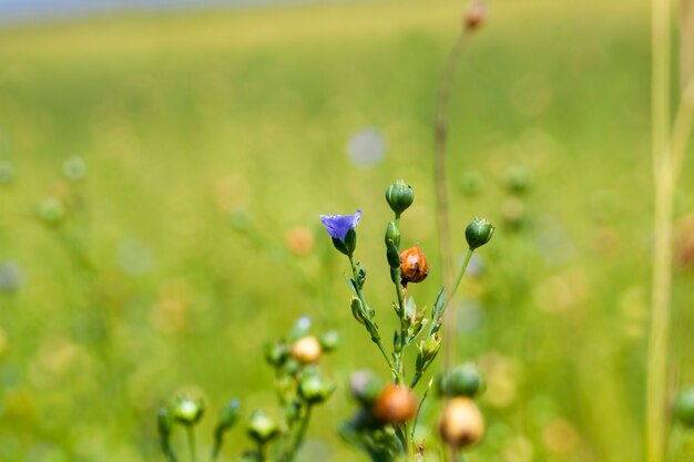 Grüner Flachs bereit zur Ernte, ein landwirtschaftliches Feld, auf dem Flachs für die Herstellung von Leinenstoffen angebaut wird