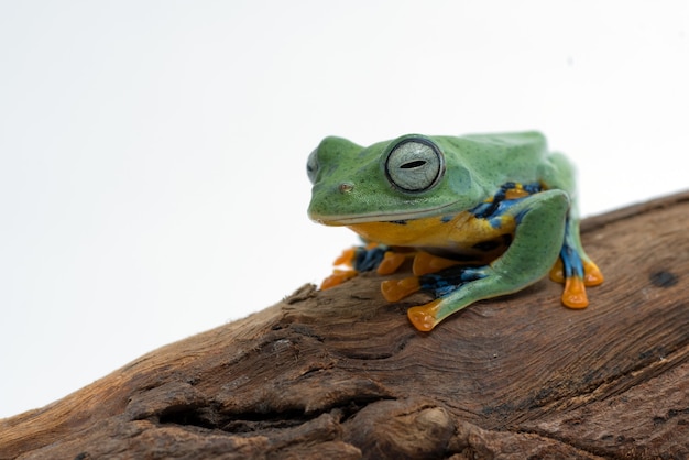 Grüner fliegender frosch lokalisiert auf weißem hintergrund