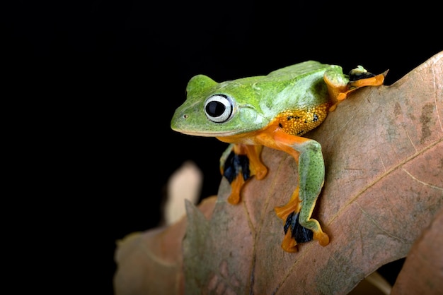 Grüner fliegender Laubfrosch auf dem Blatt