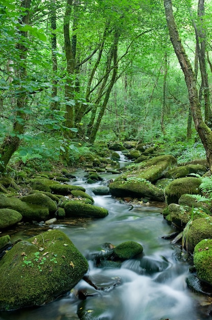 Grüner Fluss