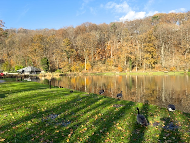 Grüner Freizeitpark bois des reves mit See in Ottignie louvain la neuve Provinz Wallonische Brabant