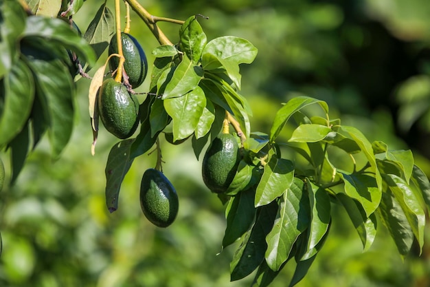 Grüner frischer Avocadobaum, Alanya/Türkei