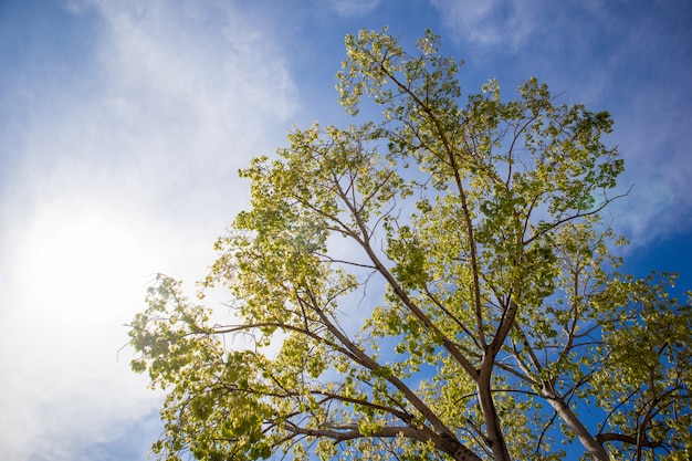 Grüner frischer Bodhi-Baum mit klarem blauem Himmel