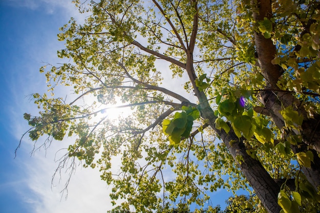 Foto grüner frischer bodhi-baum mit klarem blauem himmel