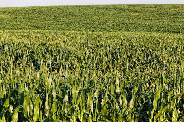 Grüner frischer Mais auf dem Feld für landwirtschaftliche Lebensmittel