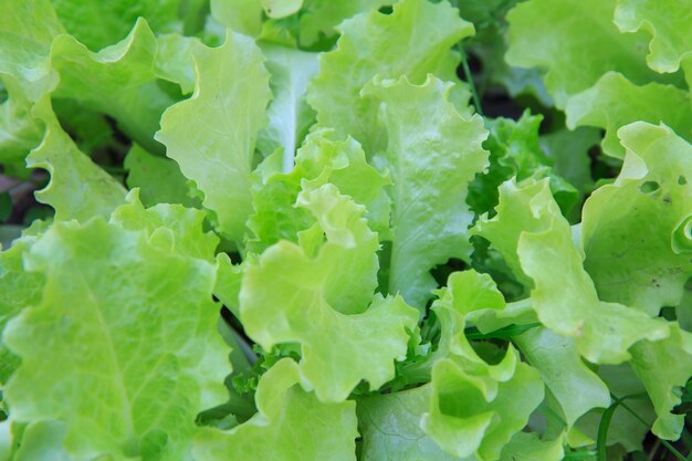 Grüner frischer Salat, der in einem Garten wächst.