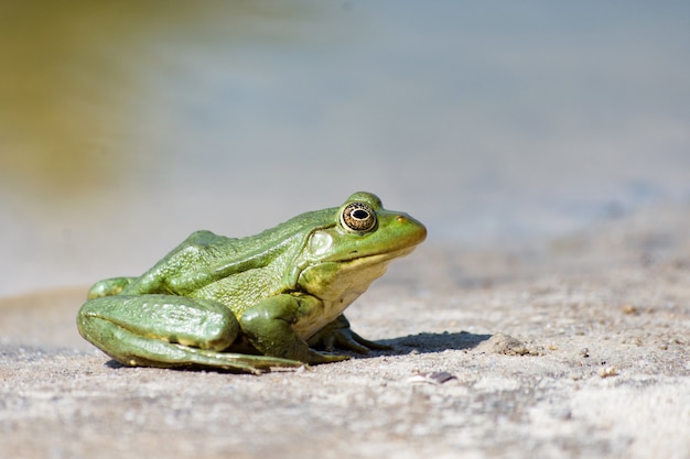 Grüner Frosch auf dem Sand. Nahaufnahme Seitenansicht