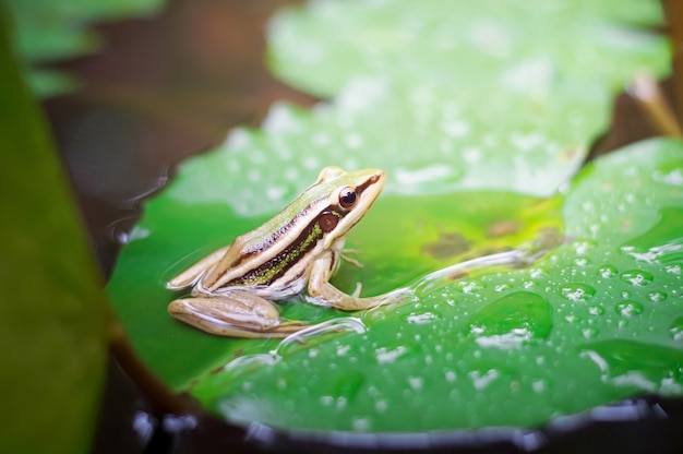 Grüner Frosch, der auf Lotosblatt in einem Teich sitzt