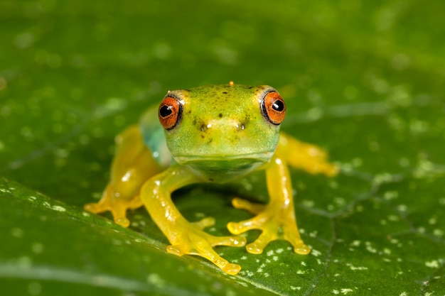 Foto grüner frosch der roten augen auf blatt