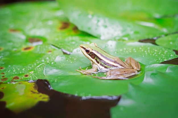 Grüner Frosch (grüner Paddyfrosch) sitzend auf lotut Blatt in einem Teich