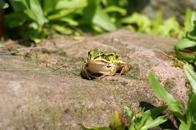 grüner Frosch