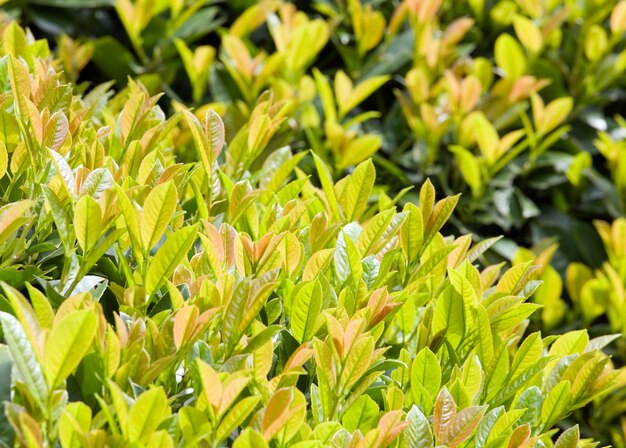 Grüner Frühlingsbusch im Park (Naturhintergrund)