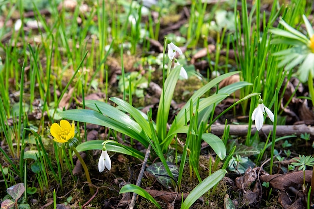 Grüner Frühlingsgarten mit weißen und gelben Blüten Schneeglöckchen