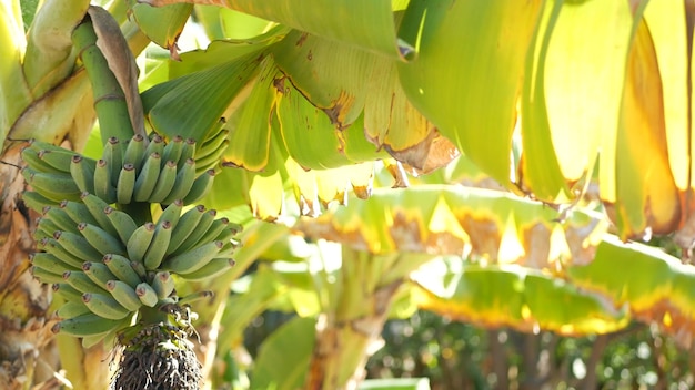 Grüner gelber Bananenbaum-Fruchtbündel. Exotische tropische Blätter im Sonnenlicht.. Sonnenschein und Laub.