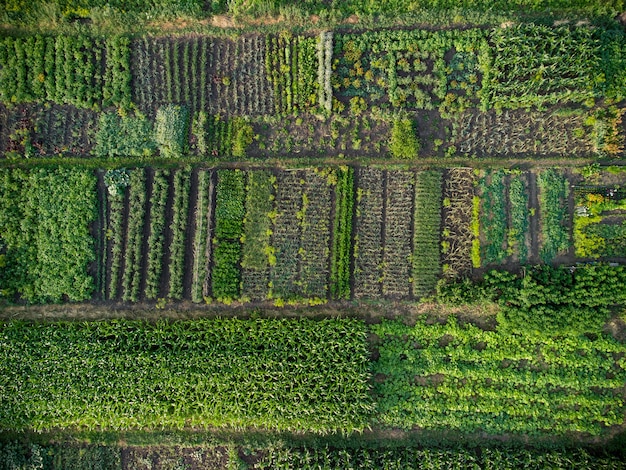 Grüner Gemüsegarten, Luftbild