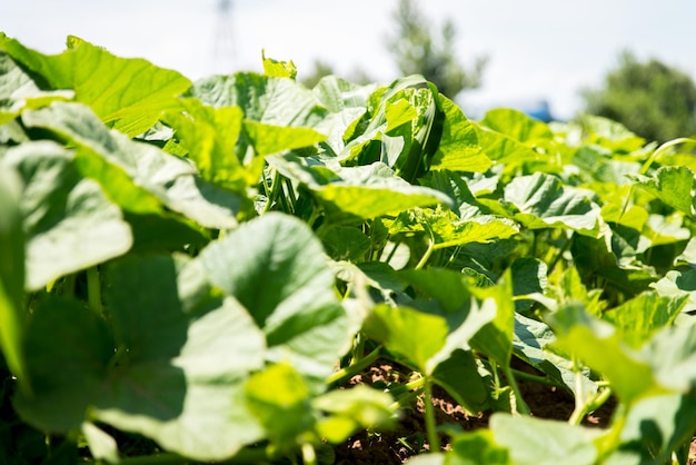 Grüner Gemüsegarten