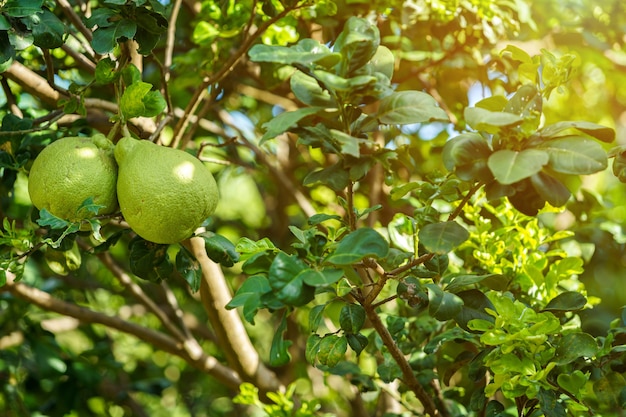 grüner Grapefruit wachsen am Grapefruitbaum in einem Garten