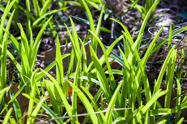 Grüner Gras-Hintergrund Sonnenlicht und grüne Farben Schatten und Lichter tagsüber