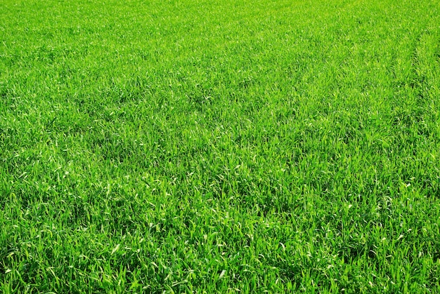 Grüner Grasbeschaffenheitshintergrund von einem Feld