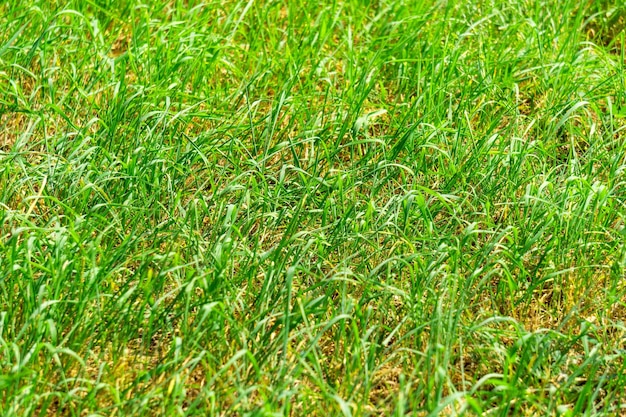 Foto grüner grashintergrund textur designelement natürlicher hintergrund