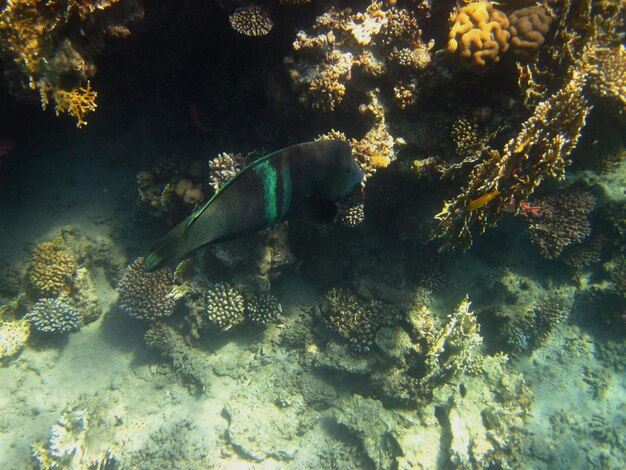 Grüner grosser fisch im roten meer