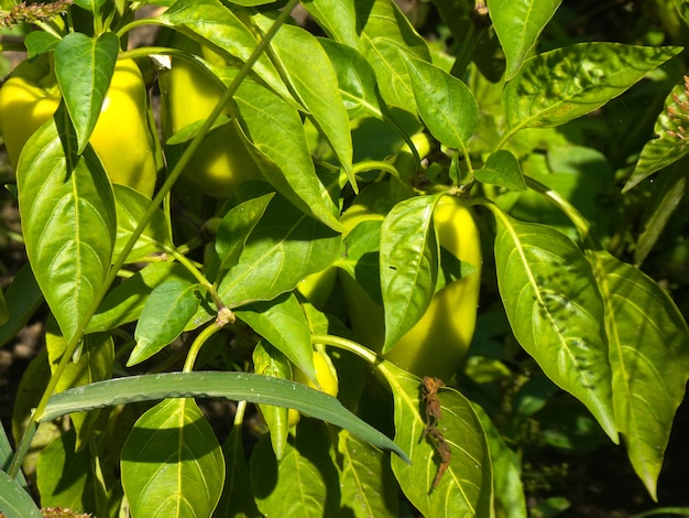 Grüner grüner Pfeffer, der im Garten wächst.