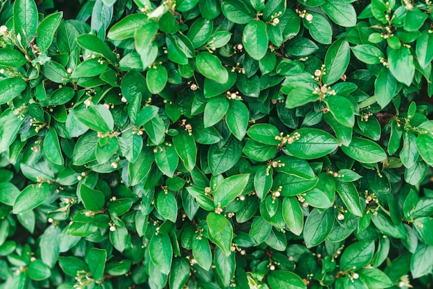 Grüner Heckenstrauch Cotoneaster Lucidus für Hintergrundtextur Frische Blätter sind