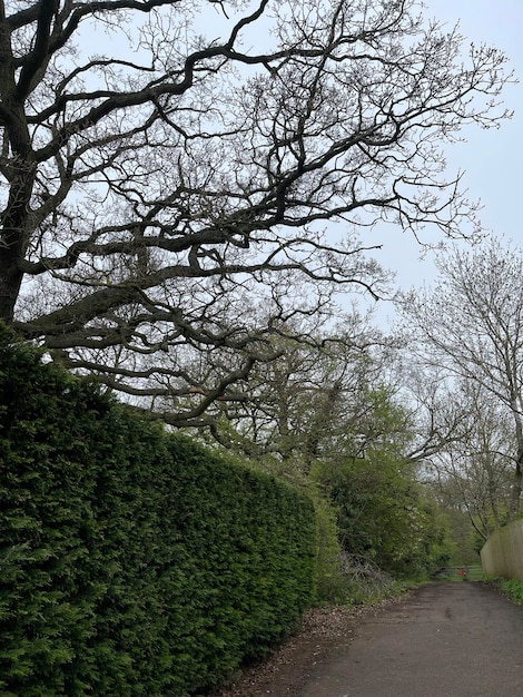 Grüner Heckenzaun unter einem großen Baum nahe Fußweg