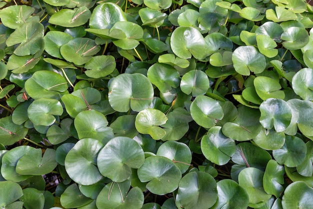 Grüner Hintergrund aus Blättern von Lilien im See