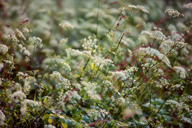 Grüner Hintergrund aus dunkelgrünem Feldgras und Pflanzen