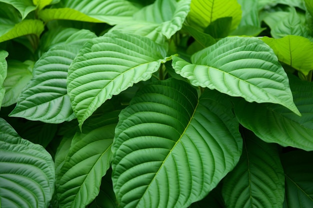 Grüner Hintergrund aus Kratomblättern