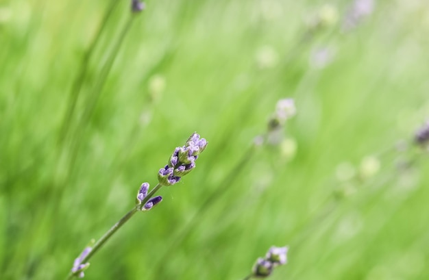 Grüner Hintergrund aus Lavendel in Knospen im Garten