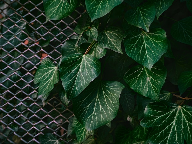 Foto grüner hintergrund der blätter.