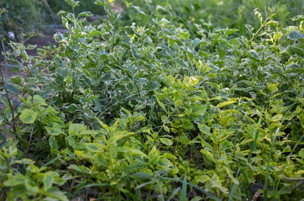 Foto grüner hintergrund der blume