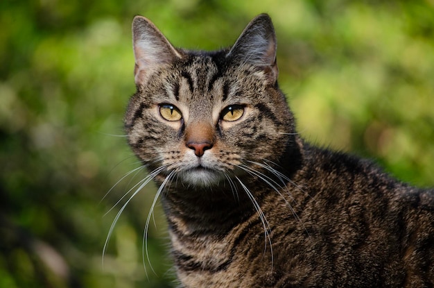 Grüner Hintergrund der europäischen Katze