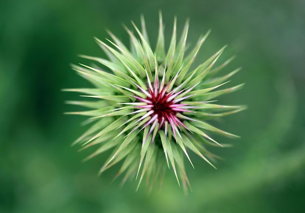 Grüner Hintergrund Distel