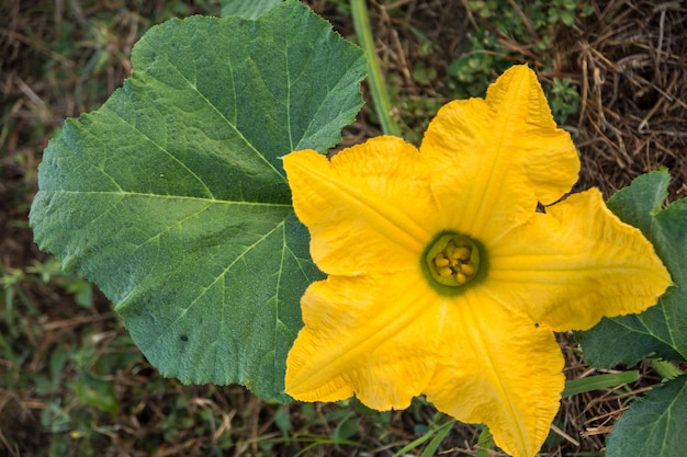 Grüner Hintergrund, gelbe Blumen