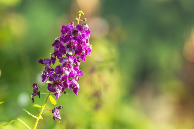 Grüner Hintergrund, purpurrote Blumen