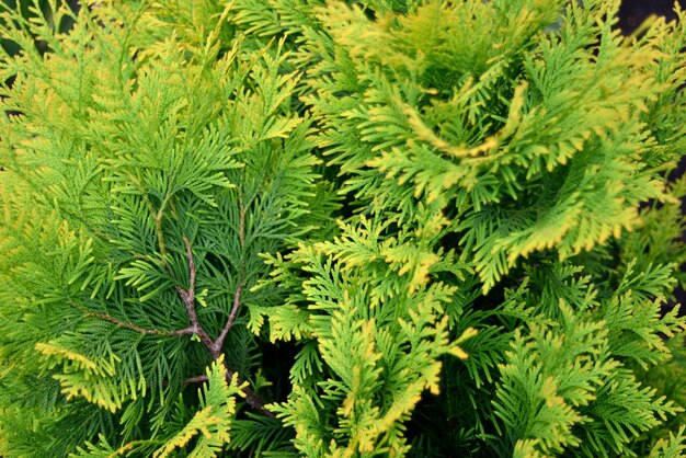 Grüner Hintergrund von Thujazweigen