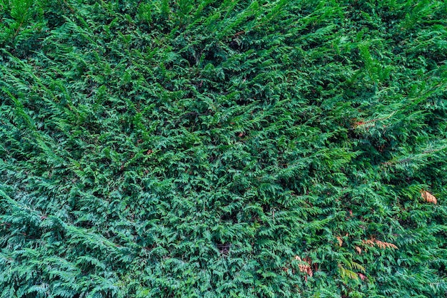 Grüner Hintergrund von Zweigen von Thuja bei strahlendem Sonnenschein