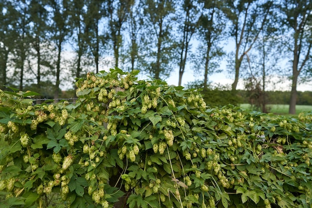 Grüner Hopfen auf dem Zaun.