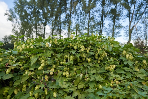 Grüner Hopfen auf dem Zaun.