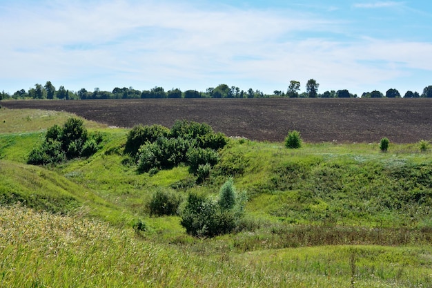Grüner Hügel mit Baumgruppe und gepflügtem Feld auf Hintergrundkopierraum